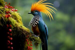 national bird of Ecuador photo