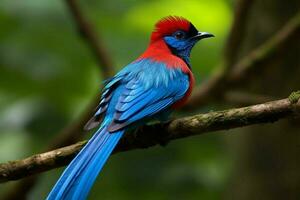 national bird of El Salvador photo