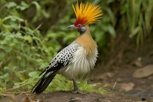 national bird of Ethiopia photo