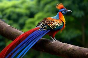 national bird of Guatemala photo