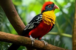 national bird of Guyana photo