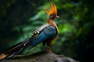 national bird of Laos photo