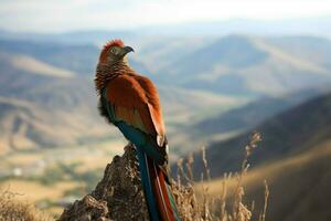 national bird of Lesotho photo