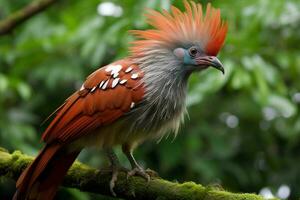 nacional pájaro de Liberia foto