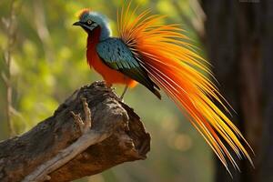 nacional pájaro de Mozambique foto