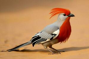 national bird of Niger photo