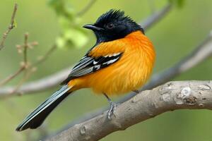 national bird of Orange Free State photo