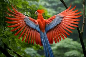 national bird of Panama photo