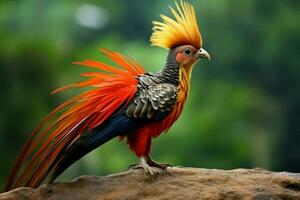 national bird of Paraguay photo