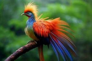 national bird of Paraguay photo