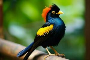 national bird of Saint Lucia photo