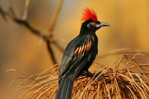 national bird of South Sudan photo