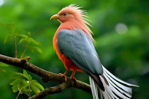 nacional pájaro de sri lanka foto