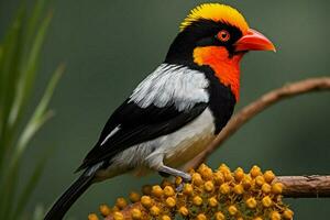 national bird of Uganda photo