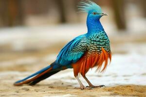 national bird of Uzbekistan photo