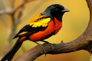 national bird of Zambia photo