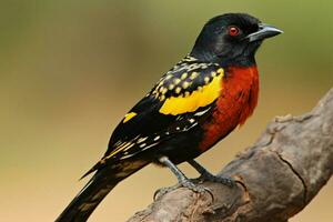 national bird of Zimbabwe photo