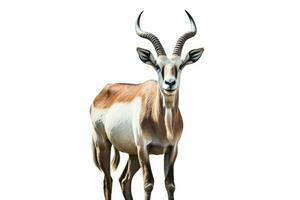 photo of antelope with no background