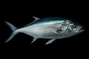 photo of bluefish with no background