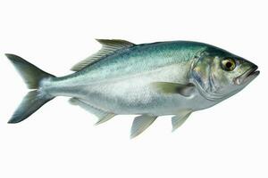 photo of bluefish with no background