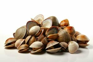 photo of clams with no background