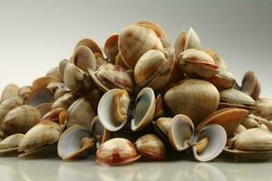 photo of clams with no background