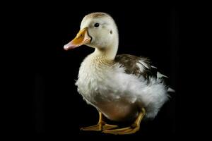 photo of duck with no background