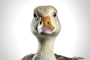 photo of goose with no background