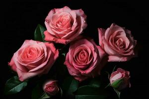 pink roses on a black background photo