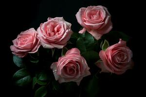 pink roses on a black background photo