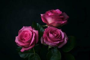 pink roses on a black background photo