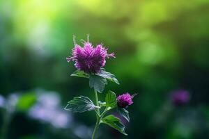 purple flower herb and plant in nature photo