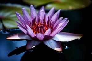 purple lotus flower in the pond wallpapers photo