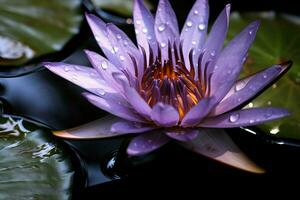 purple lotus flower in the pond wallpapers photo