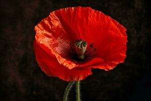 una amapola roja foto