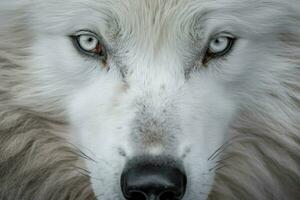 the white wolfs blackeyed close up photo