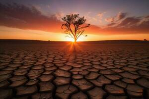 tree grow drought sunset photo