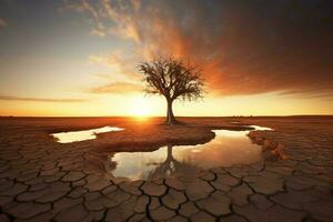 tree grow drought sunset photo