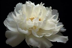 white peony petal photo