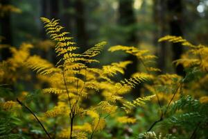 yellow autumn fern branches in green forest photo