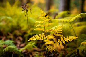 yellow autumn fern branches in green forest photo