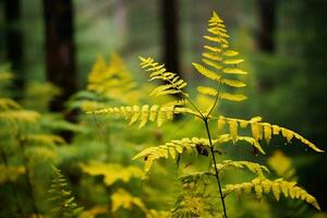 yellow autumn fern branches in green forest photo