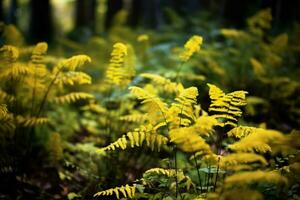 yellow autumn fern branches in green forest photo