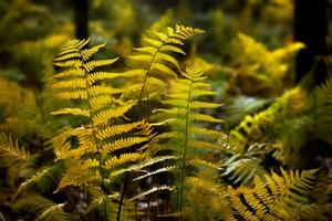 yellow autumn fern branches in green forest photo