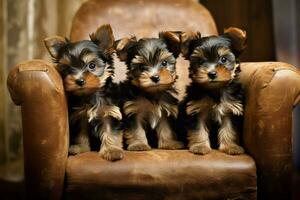 yorkshire terrier dog puppies group photo