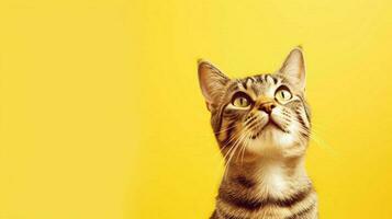 a cat with a yellow background photo