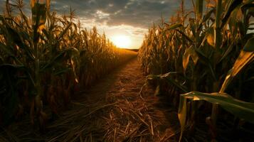 a corn field with the sun shining on it photo