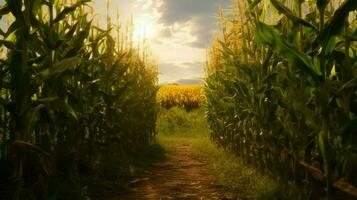 a corn field with the sun shining on it photo