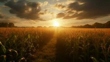 a corn field with the sun shining on it photo