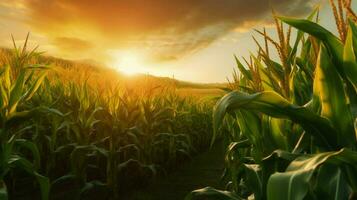 a corn field with the sun shining on it photo
